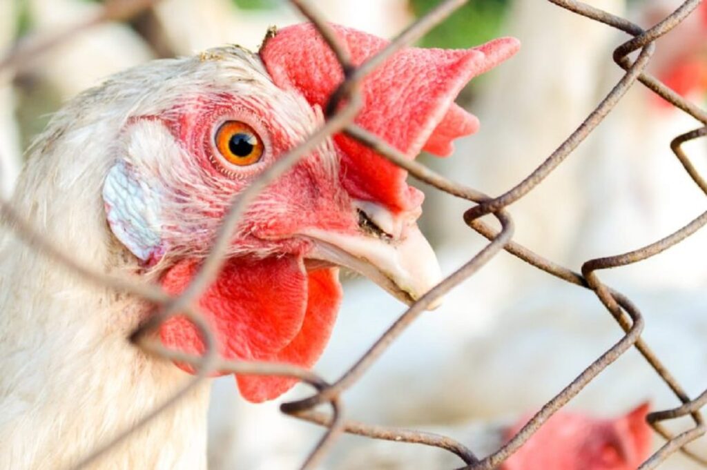 Sete casos de doenças respiratórias em aves são investigados no país